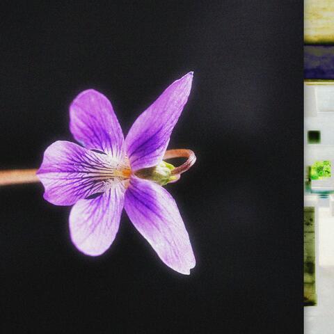 Violet