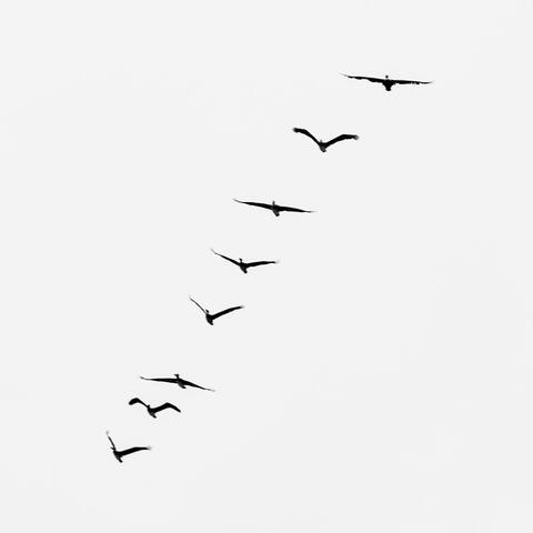 Arrival of the Birds