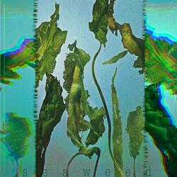 seaweed_