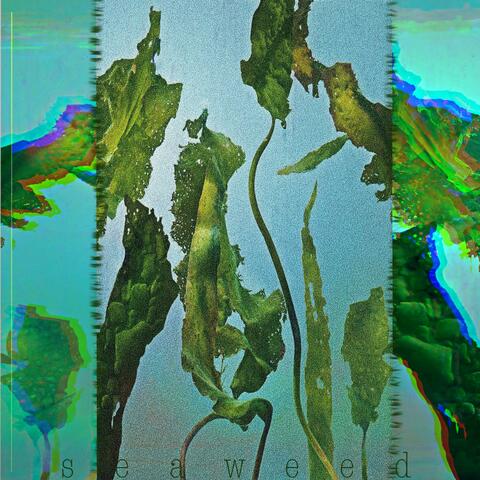 seaweed_
