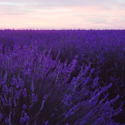 Mauve Meadow Variation 1