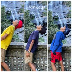 Monkeys