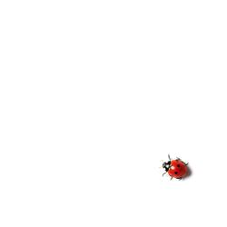 Ladybug