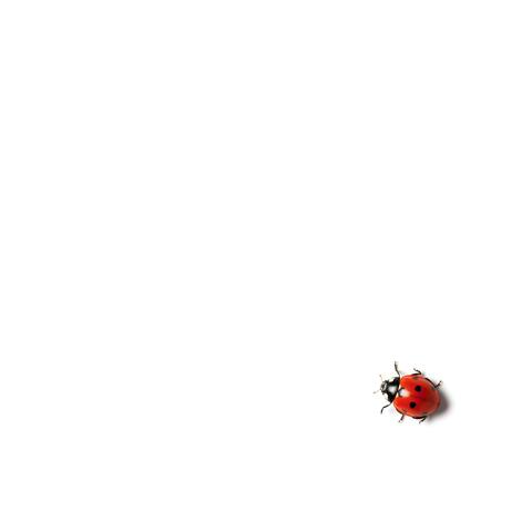 Ladybug