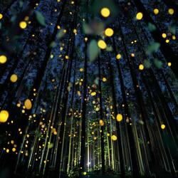 Surrounded by Fireflies
