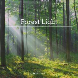 Forest Light