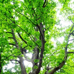 Sacred Grove of Dodona