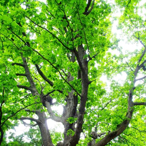 Sacred Grove of Dodona