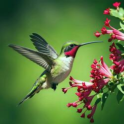 Hummingbird Heart