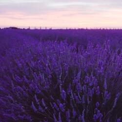 Mauve Meadow Variation 7 (Movement 2)