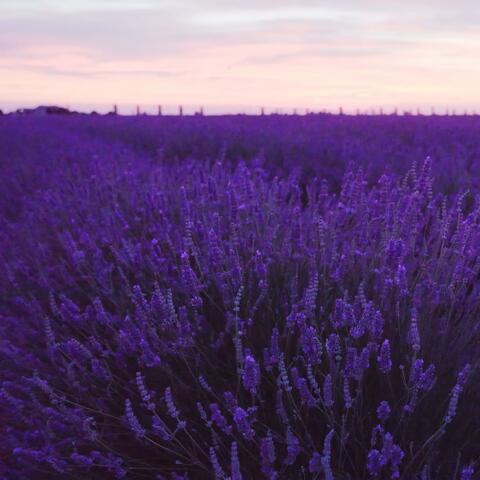 Mauve Meadow Variations, Pt. 2