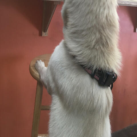 Does Your Dog Bite
