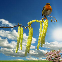 Spring Awaits (Original Motion Picture Soundtrack)