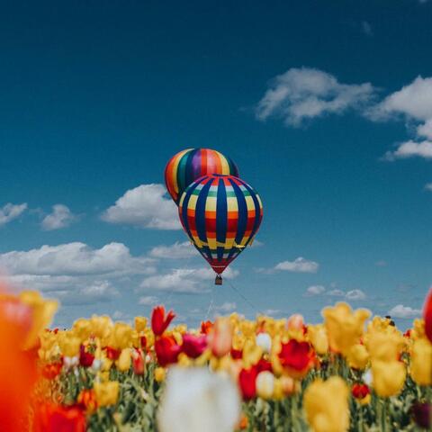 Flower Fields