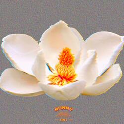 Still Magnolia (Radio Edit)