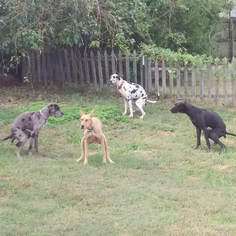 Dog Shit 2 (feat. Kbizzle)
