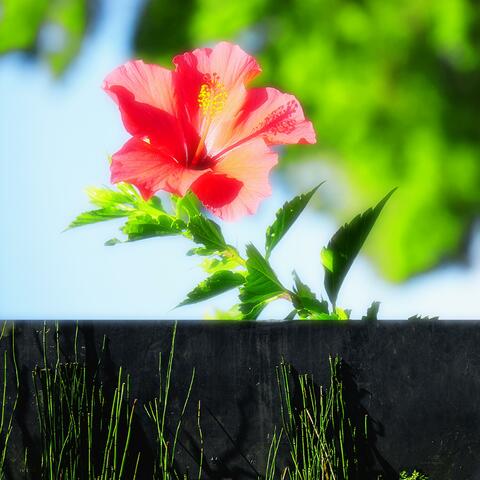 Hibiscus