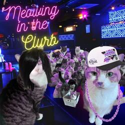 DJ Got Us Feline In Love