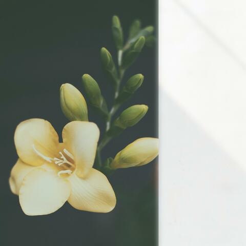 Freesia
