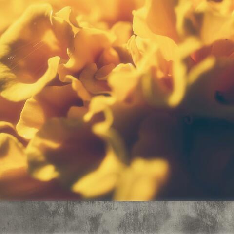 Marigold