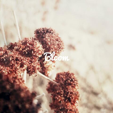 Bloom