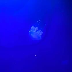 888betheset!! (feat. c0stiik)