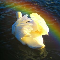 Somewhere Over The Rainbow (Special Version)