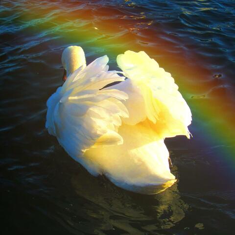 Somewhere Over The Rainbow (Special Version)
