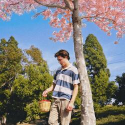 Cherry Trees