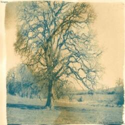 The Wood From The Tree