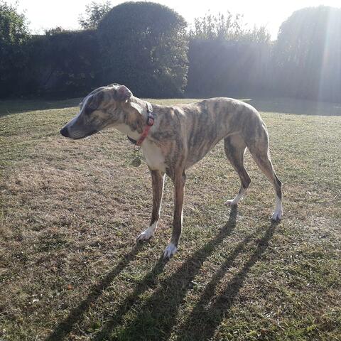 The Living Room Tapes, Vol. 2