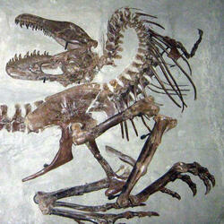 Skeletrix Experimental (1)
