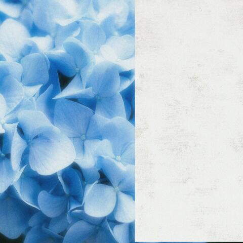 Hydrangea