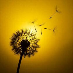 Dandelion Memories