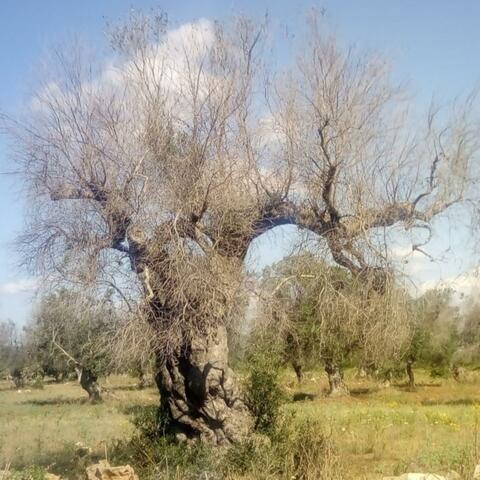 Xylella Tears
