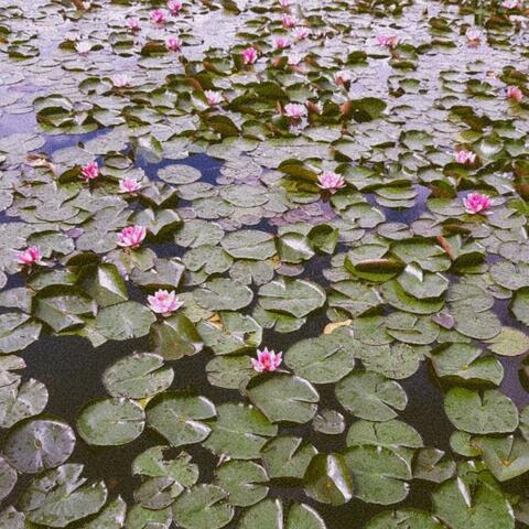 Water Lilies