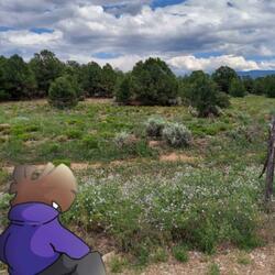 Amethyst Fields