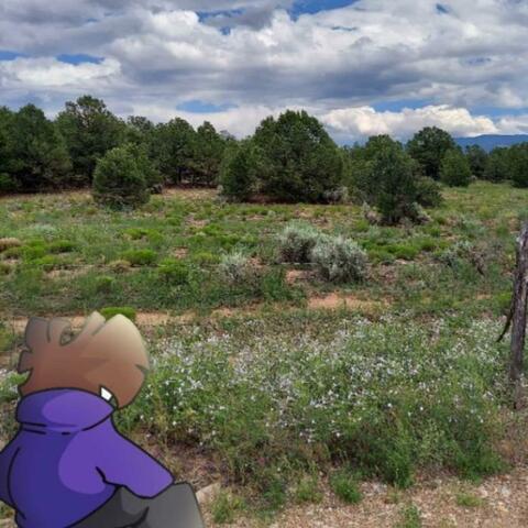 Amethyst Fields