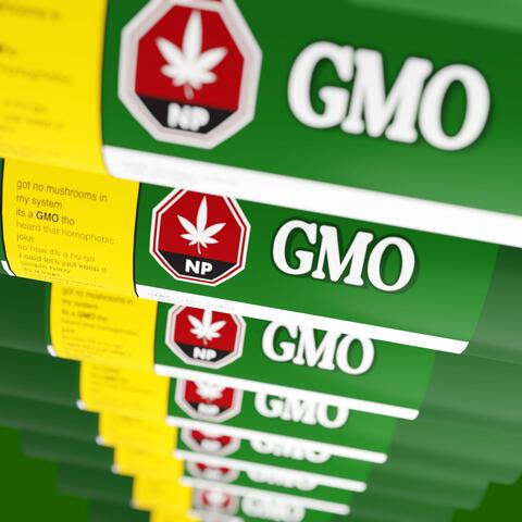 GMO