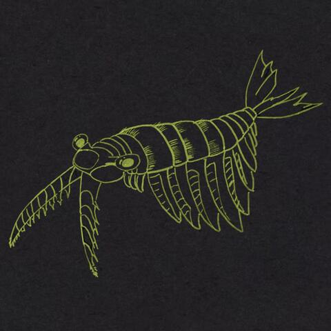 anomalocaris