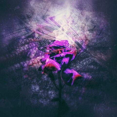 Rose From The Concrete