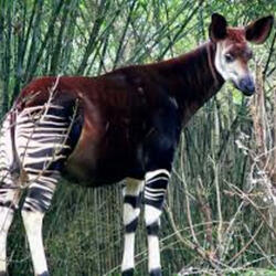 Stripes of the Okapi