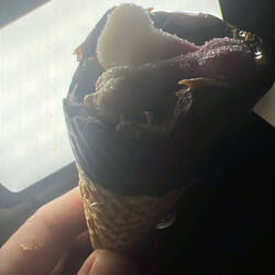 tHEY LIVE (DANCE CONtEST) (Live)