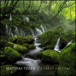 Forest Stream