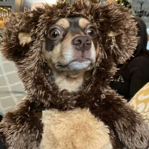 deer in the headlights