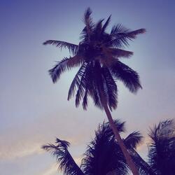 This Is Tropical Summer