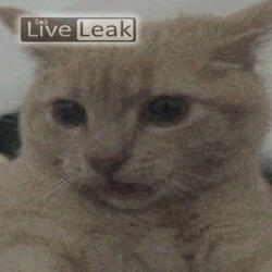 mr kitty