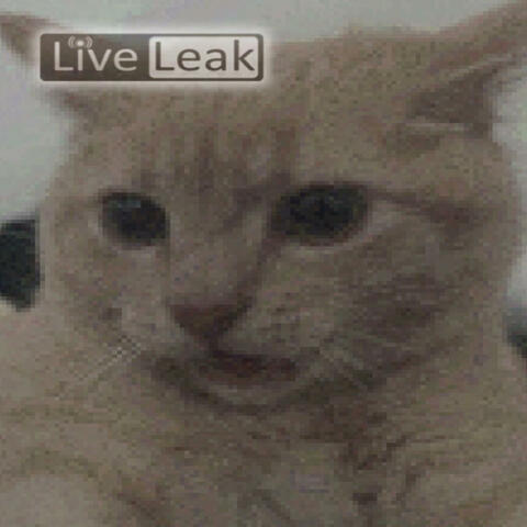 mr kitty
