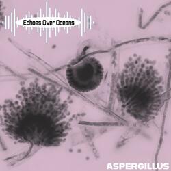 Aspergillus