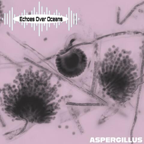 Aspergillus